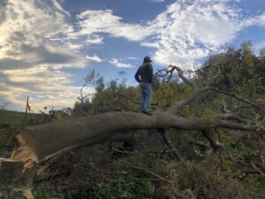敷地内全面伐採